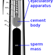 Image for article titled How Exactly Could a Squid 'Inseminate' Your Mouth?